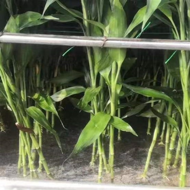 富贵竹花水养客厅水培富贵竹带根粗竹粗跟绿植盆栽室内大宽叶好养