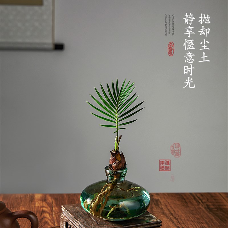 水培植物铁树小盆栽迷你室内办公室桌面好养植物精品绿植造型盆景