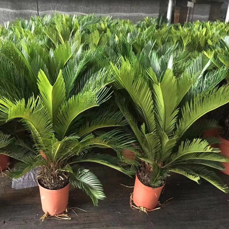 铁树盆栽树苗铁树小苗盆景室内外庭院植物四季常青办公室大型绿植
