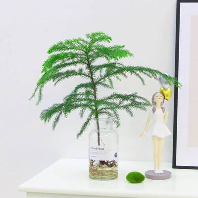 水培植物南洋杉绿植室内盆栽办公室桌面净化空气四季常青好养易活