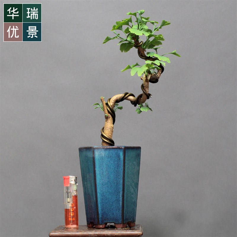 低价掌上微型银杏盆景小型白果树盆栽落叶植物居家办公绿植礼品