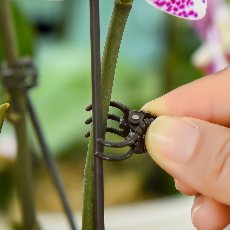 蝴蝶兰夹子园艺花卉花枝夹蔓藤爬藤植物固定夹子兰花夹固定器
