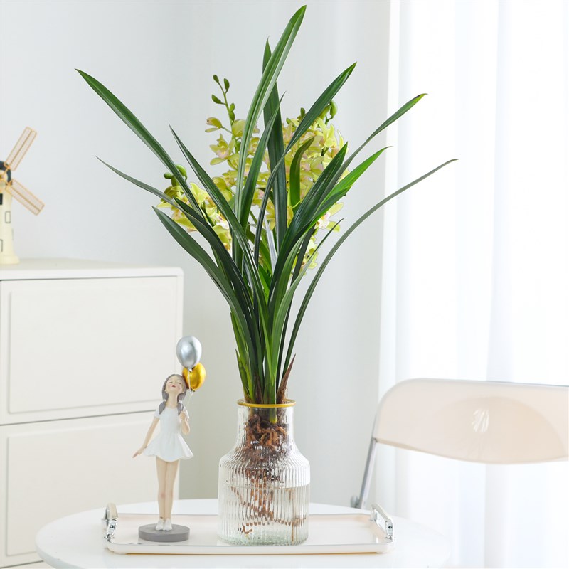 水培植物兰花盆栽香兰带花苞花卉绿植室内好养办公室墨兰四季常青