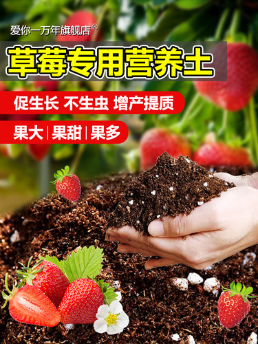 种草莓专用土营养土阳台草莓肥料专用肥盆栽草莓苗土壤泥土种植土