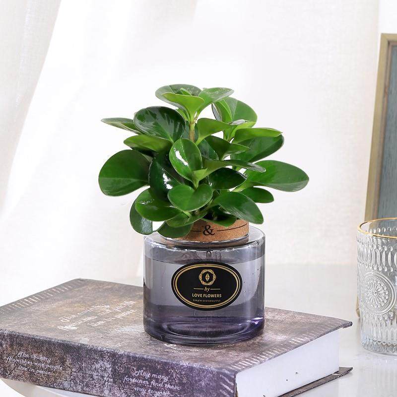 青叶碧玉水培豆瓣绿办公室桌面多肉植物绿植圆叶椒草水养花卉盆栽