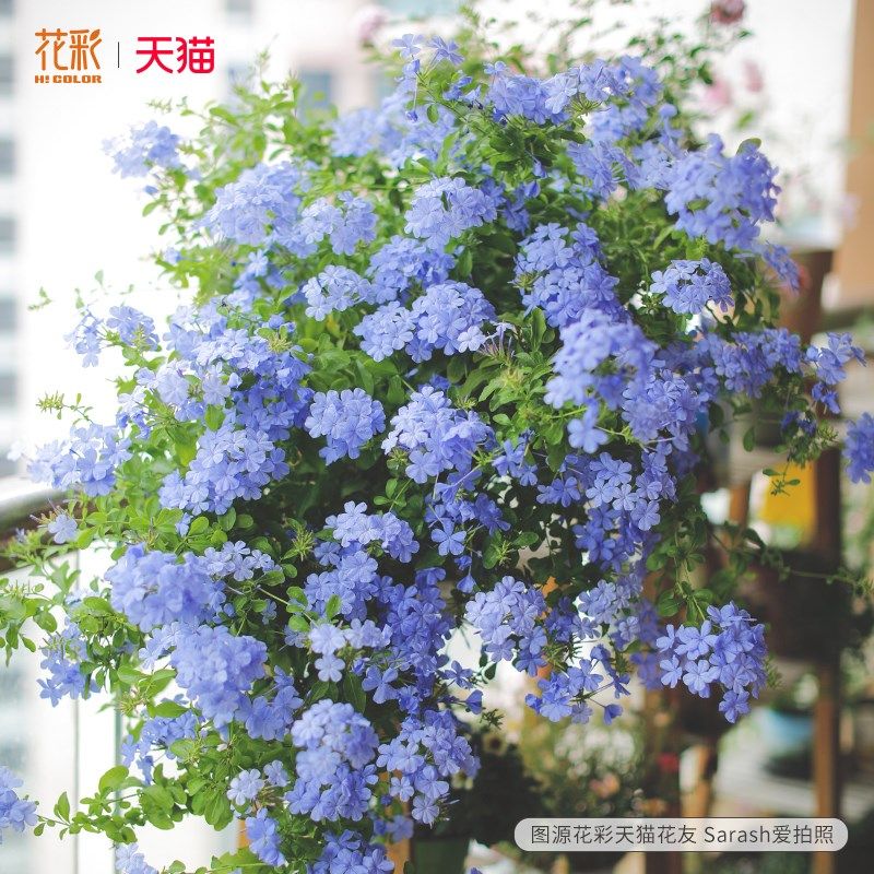 花彩蓝雪花盆栽大苗棒棒糖阳台夏季耐热爆花瀑布植物花墙拱门花卉,鲜花速递/花卉仿真/绿植园艺,时令草本花卉,淘宝优惠券,粉丝福利购,淘宝优惠卷