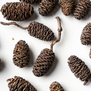 水扬子天然植物小松果实diy 创意花环制作干花材料 森系桤木果