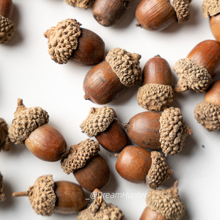 天然橡子橡果装饰手工diy干花挂件干果圣诞布景幼儿园环创摆件