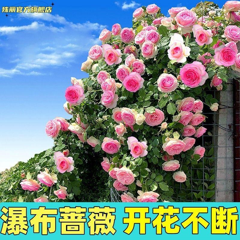 【下单立减50】爬藤月季花苗大花浓香花卉盆栽阳台植物庭院WT