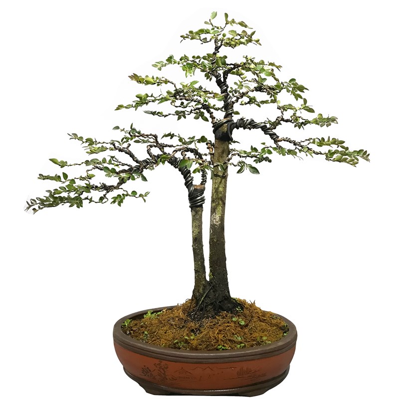 小叶紫檀盆景客厅好养树桩黑骨茶植物室内耐寒绿植盆栽办公室镇宅