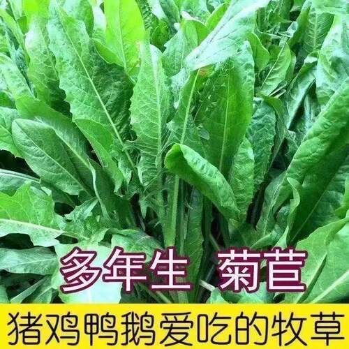 菊苣种子大叶多年生兔子