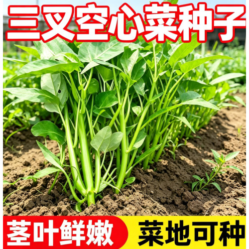 大叶三叉空心菜种籽青梗通心菜菜籽家庭菜地栽培阳台容器土培菜籽