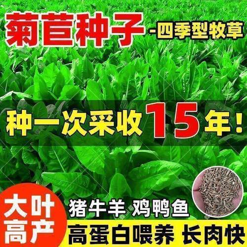 菊苣种籽大叶多年生喂猪菜种子牛羊鱼鸡鸭鹅爱吃的牧草种子兔子草