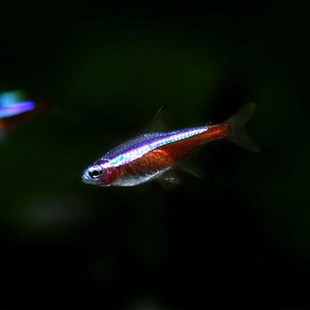 新款宝莲灯鱼小型灯鱼红绿灯科鱼缸水草缸群游新手淡水鱼热带观赏