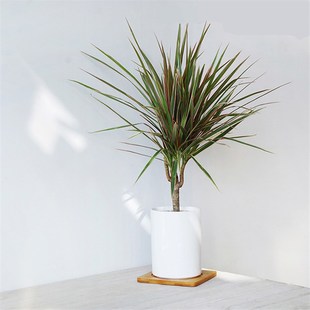 七彩铁五彩千年木三色龙血树红竹盆栽观叶花植物树苗大型室内绿植