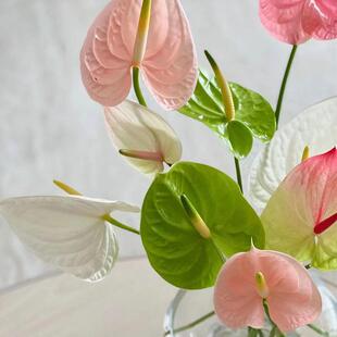 彩掌鲜切花云南直发掌类植物粉掌火鹤花水培绿植掌花插花鲜花花束