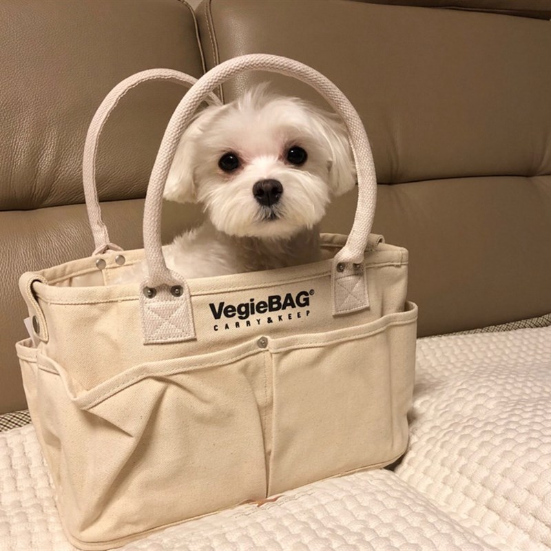 网红茶杯犬猫宠物背包便携外出包帆布包小型猫狗背包猫包马尔济斯