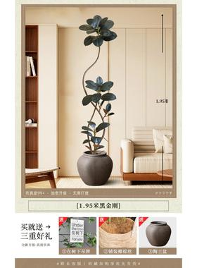 黑金刚橡皮树彷黑金刚20真绿色端植物高轻奢室内客厅视高级感电落