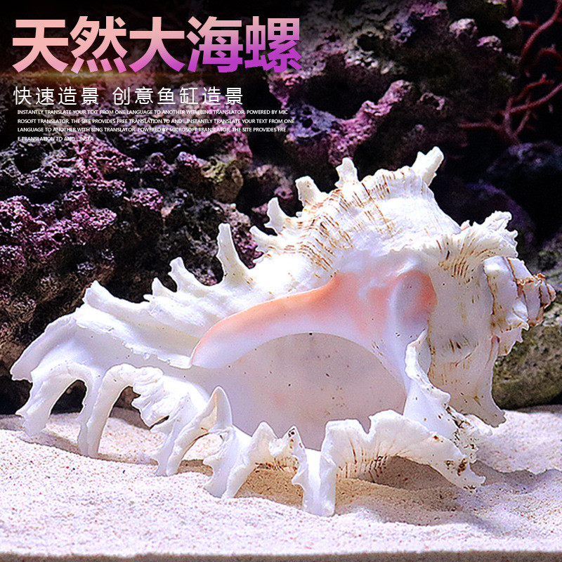 天然海螺贝壳鱼缸水族箱造景装饰大小号贝壳海底世界摆件躲避屋