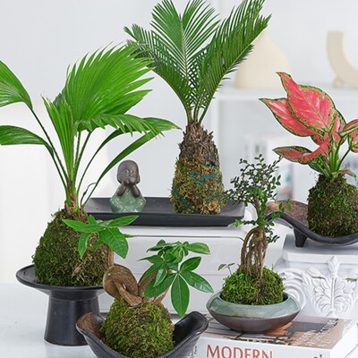 苔藓球水培植物组合盆栽文竹米竹菖蒲微景观盆景绿植铁树水培植物