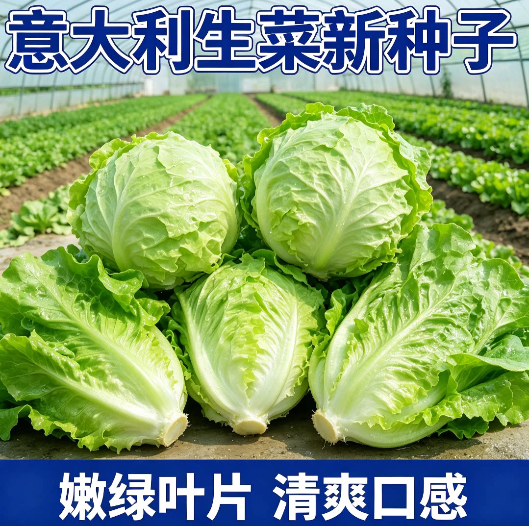 甜脆意大利生菜种子耐抽苔生菜菜育苗盘/营养钵