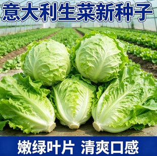 正宗甜脆意大利生菜种子生吃生菜籽农家蔬菜种子大全