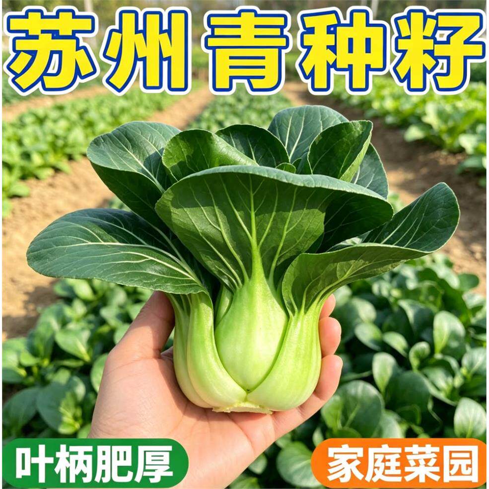 黑甜糯黑大头黑种子叶矮脚苏州青种籽四季小白菜孑上海青种子大全