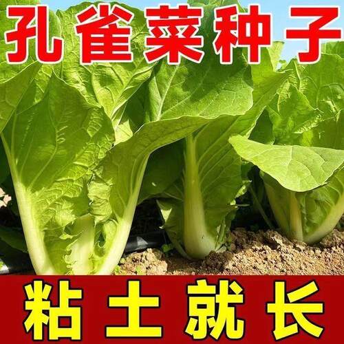 孔雀菜不打药不生虫生吃