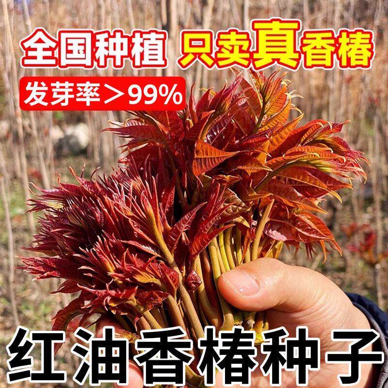 香椿种子红油香椿种子高产四季食用香椿树种子庭院阳台红香椿种籽