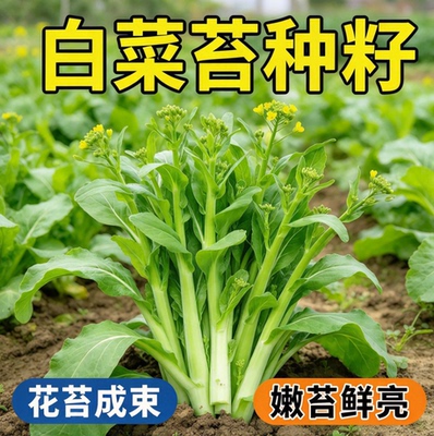 早熟奶油白菜苔种子侧芽多味甜软白菜心阳台庭院农家蔬菜种子