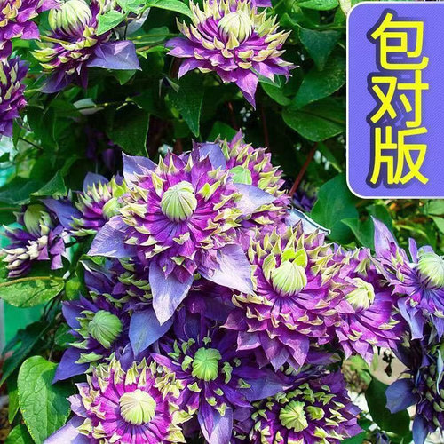 耐寒绿植花卉盆栽庭院阳台铁线莲