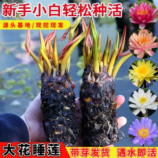 水培植物四季户外水养睡莲花花卉盆栽荷花带花苞根块