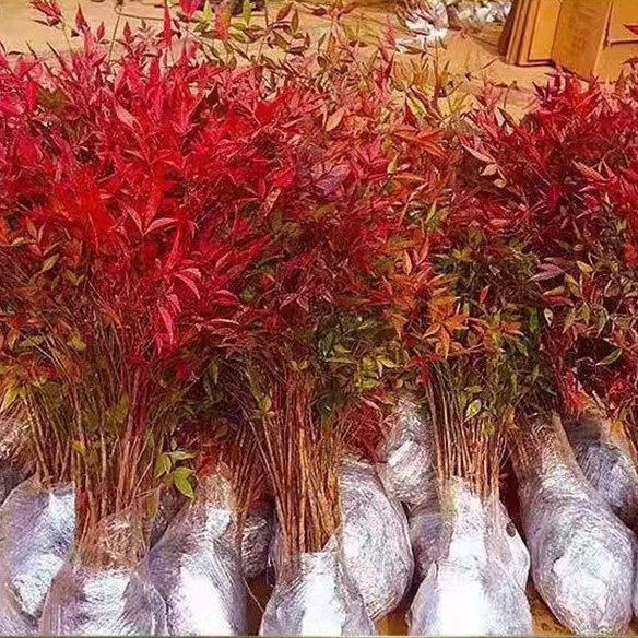 鲜花绿植庭院四季植物耐寒室内外