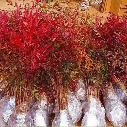 鲜花绿植庭院四季植物耐寒室内外