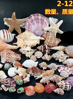 批发950g大海螺贝壳海星装饰套装水族造景贴墙广告橱窗设计道具