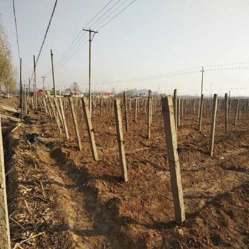 水泥柱子围栏水泥杆水泥桩立柱大棚栏杆猕猴桃2米2.5米方形葡萄架