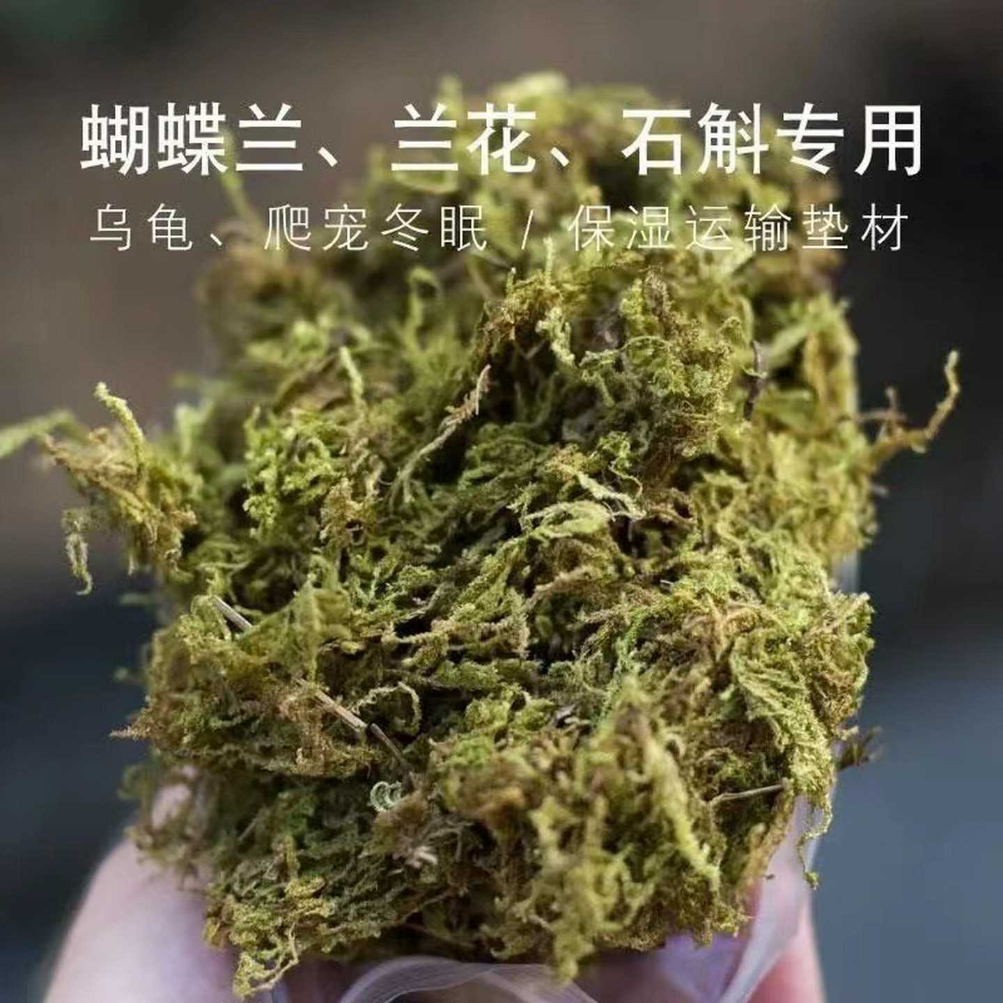 兰花专用苔藓乌龟苔藓干苔藓水苔植物铺面苔藓草