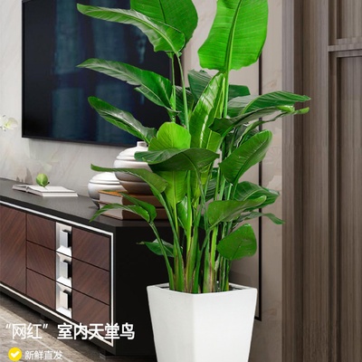 天堂鸟盆栽客厅花卉办公室吸甲醛植物欧式真花鹤望兰大型室内绿植