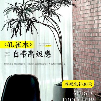 孔雀木绿植室内大型盆栽客厅办公室网红观叶植物落地大号四季好养