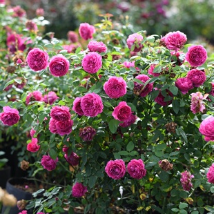 天狼月季惊鸿庭院开张直立型浓香大花观赏性玫瑰花卉盆栽新手推荐