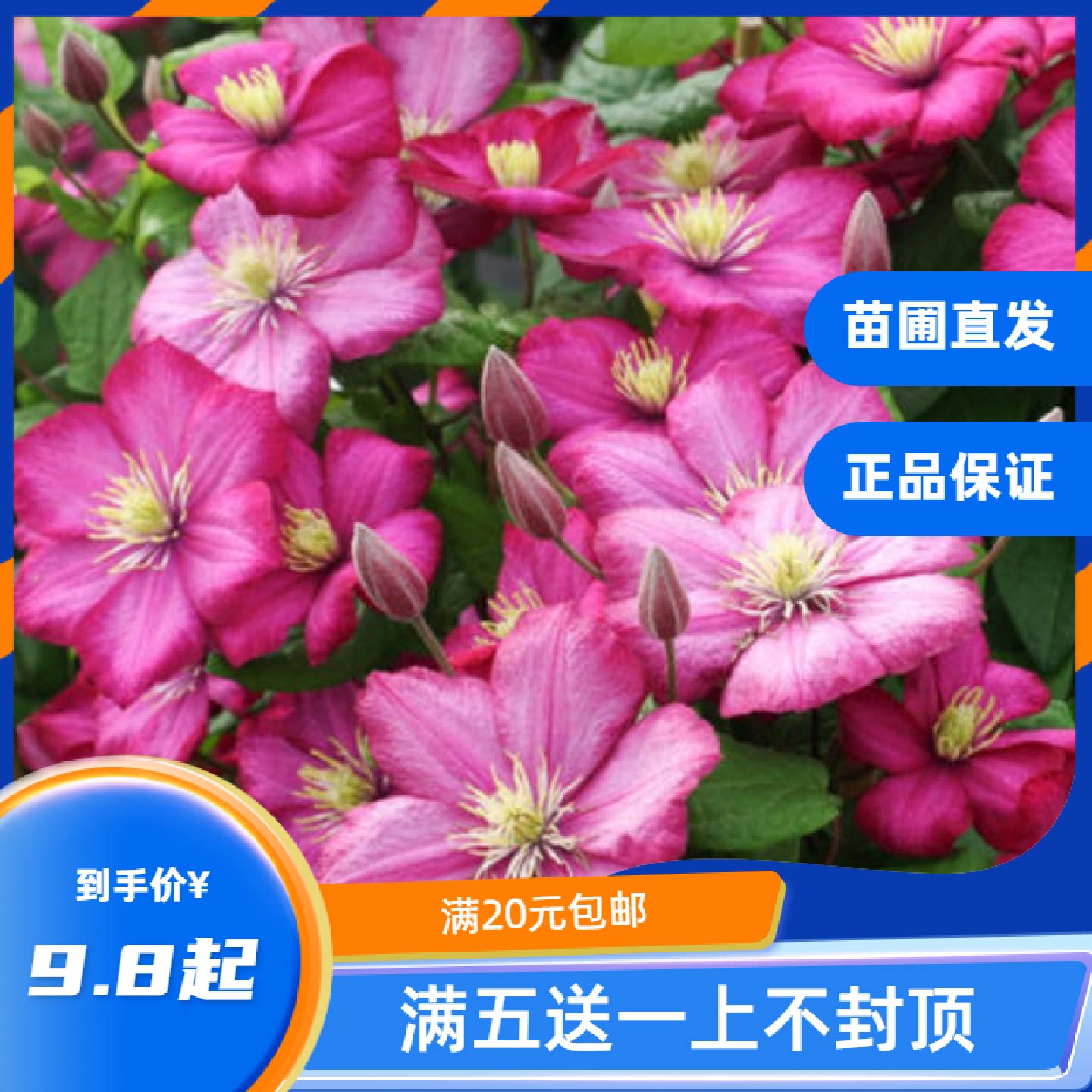 龙龙月季园艺里昂村庄铁线莲阳台盆栽绿植庭院爬藤攀援花卉