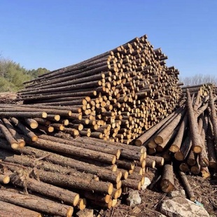 松木桩打桩木户外河道工程原木实木桩落叶松防汛木桩河道杉木桩
