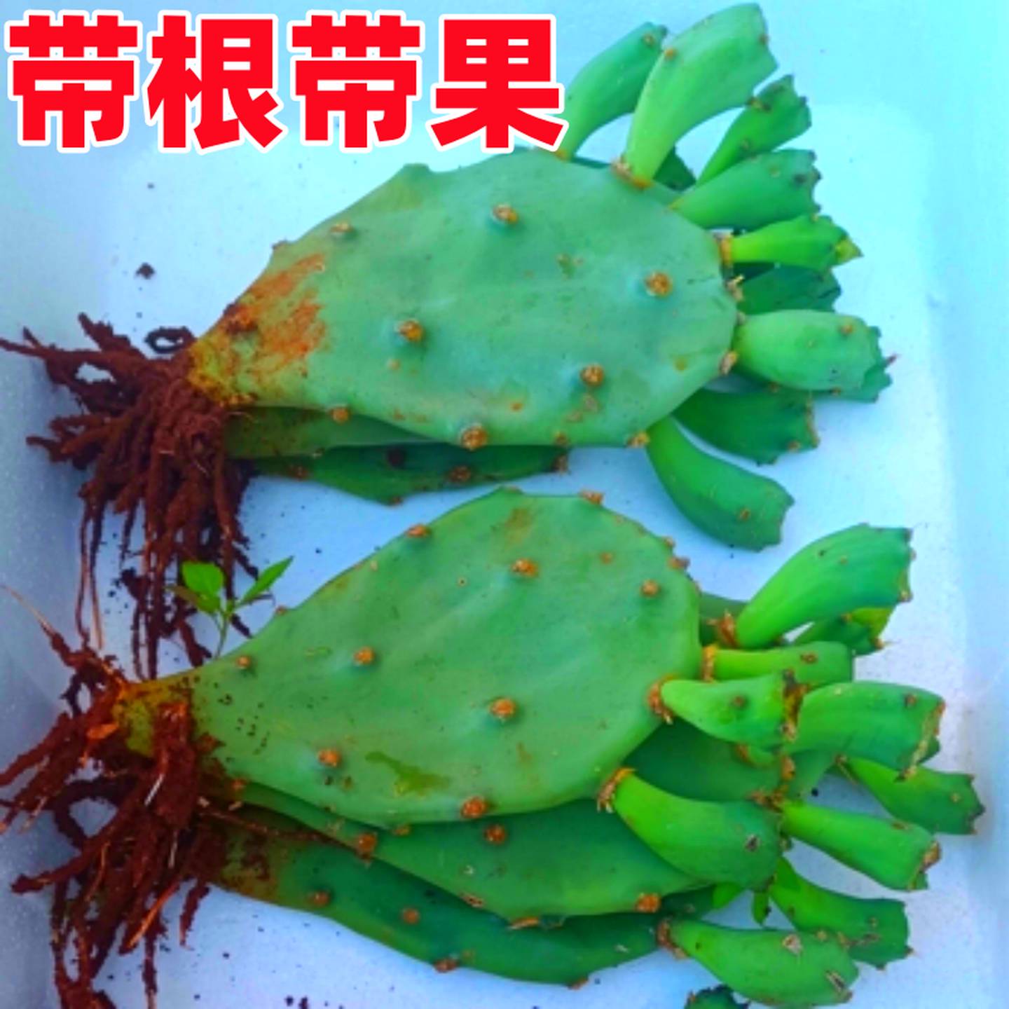 食用结果仙人掌宝塔黄大刺米邦塔仙人掌火龙果盆栽仙人掌果苗