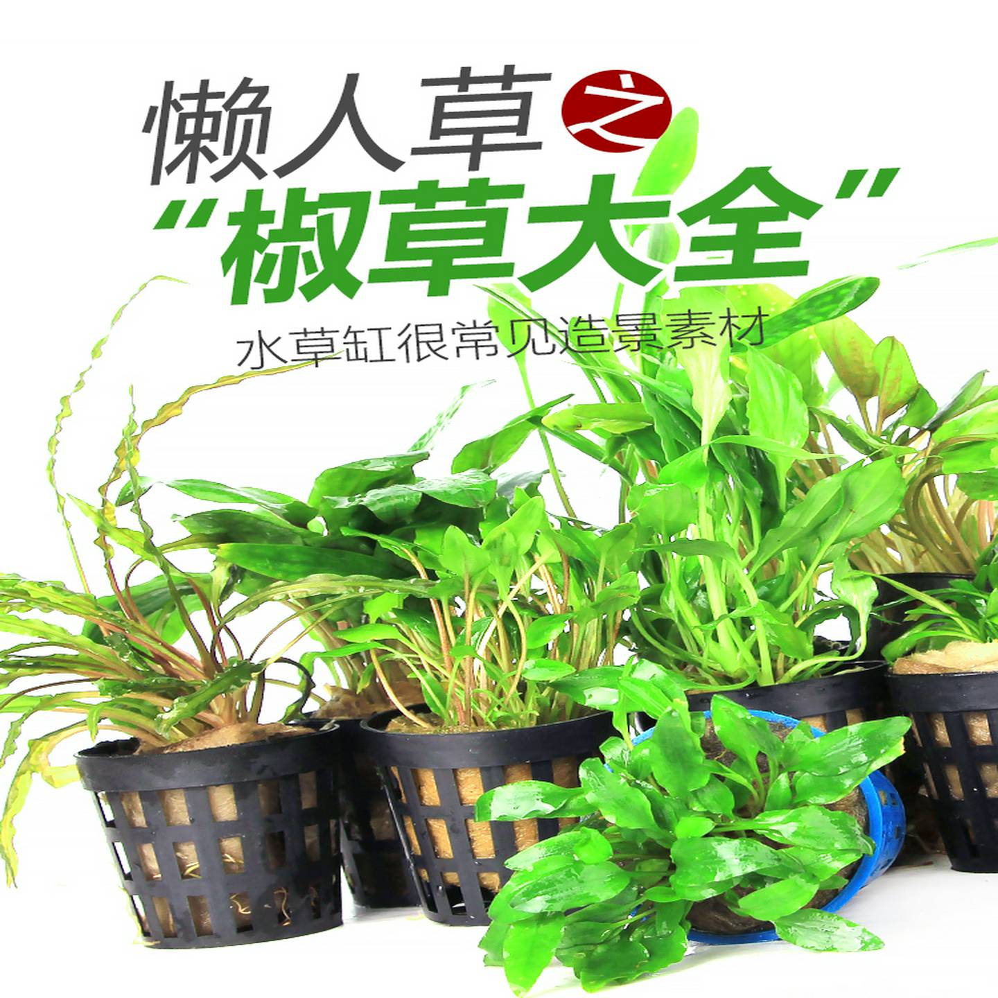 椒草大全鱼缸造景水草迷你小青椒绿温蒂阔叶大喷泉椒咖啡气泡椒草