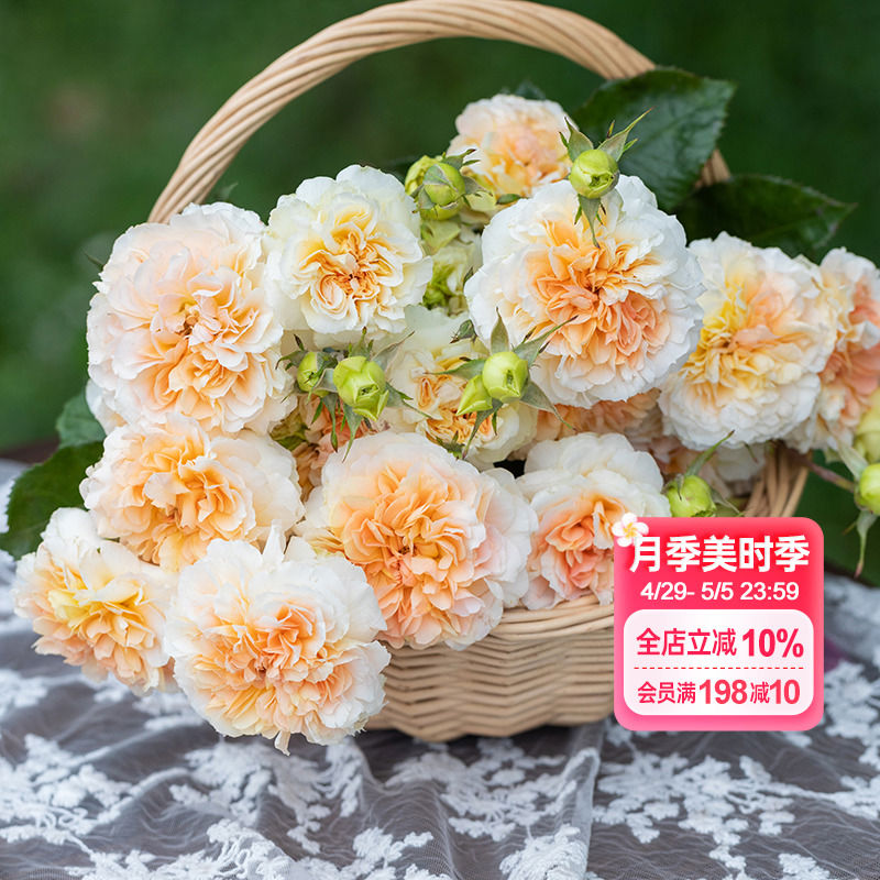 海蒂的花园月季花苗新月季切花种朱丽叶塔阳台庭院花卉盆