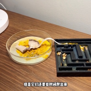 黏菌宠物菌种饲养套装菌核培养皿在学校可以养学生实验兴趣培养