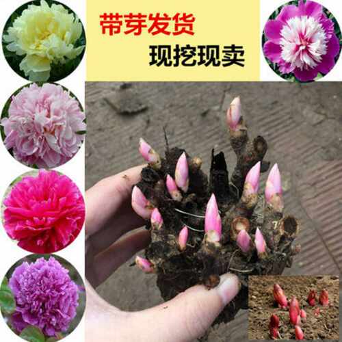 芍药根块带芽芍药种根牡丹芍药花根球当年开花室内庭院绿植盆栽