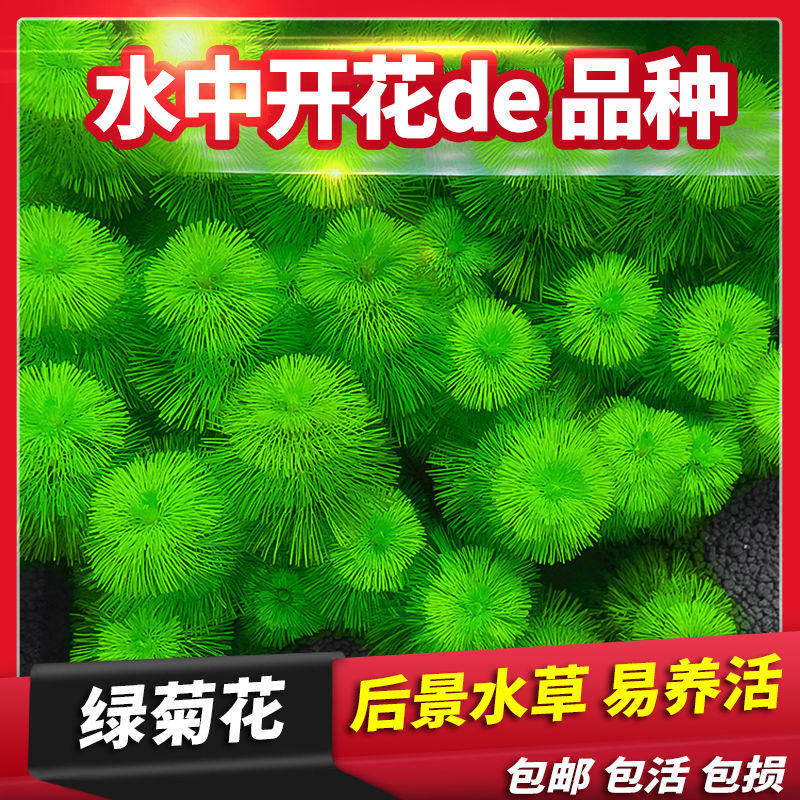 绿菊花活体真水草鱼缸水族箱松尾红菊造景淡水增氧植物阴性后