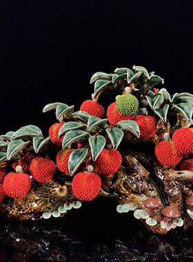 荔枝摆件商务礼品客厅玄关入户桌面装饰品中式满堂红开业乔迁新居