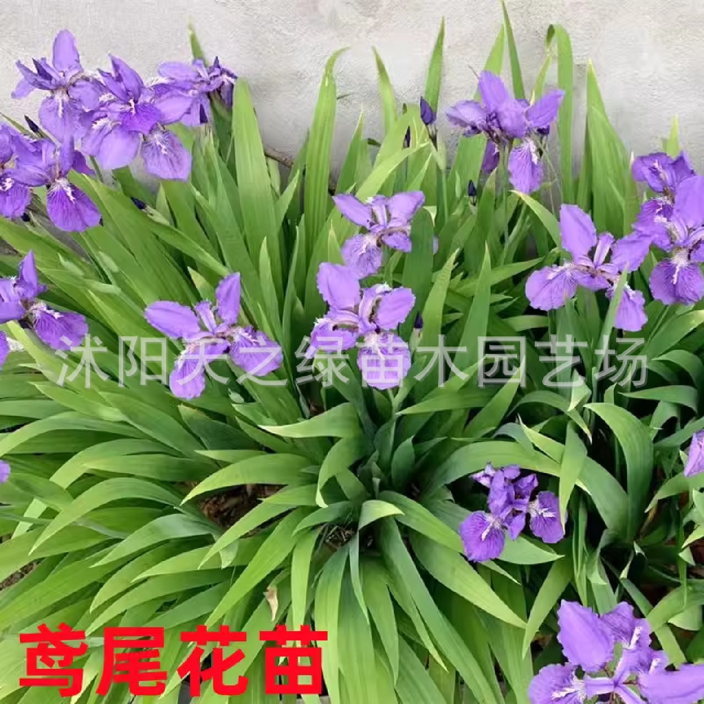 蓝花鸢尾花苗宿根草花四季常绿多年生蝴蝶兰庭院道路绿化地被植物